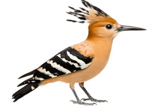 Colorful hoopoe bird with a crest png