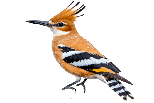 Vibrant bird showcases stunning features png