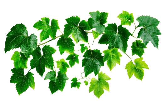 Green vine leaves on a transparent background png