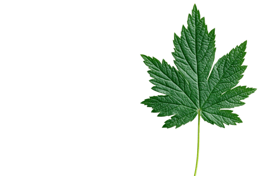 Green leaf with a detailed structure and shape png