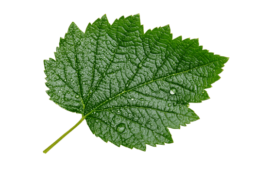 Vine leaf with droplets, transparent bg png
