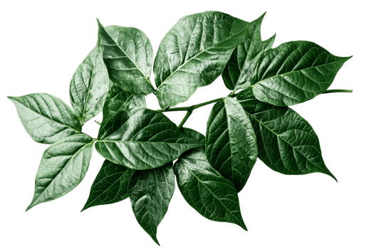 Bright green leaves on clear backdrop png