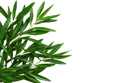 Fresh green leaves arranged elegantly on a branch png
