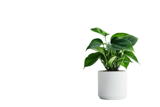 Green plant in a white pot, clear bg png