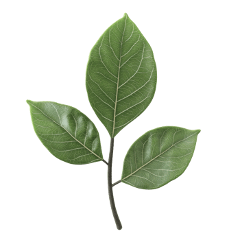 Three green leaves growing on a dark colored stem structure png