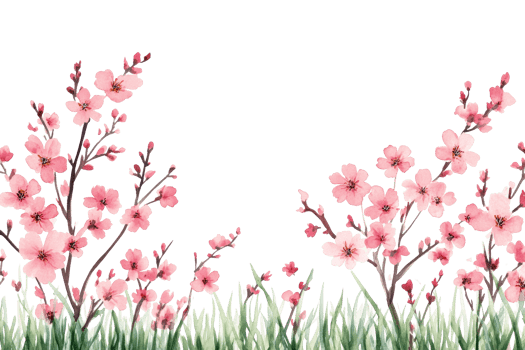 Blossoming cherry flowers with green grass below png