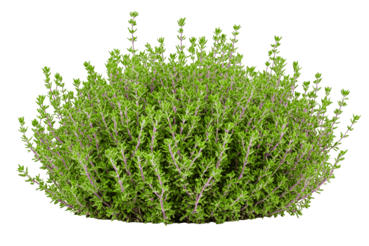 Fresh thyme plant with lush green leaves png