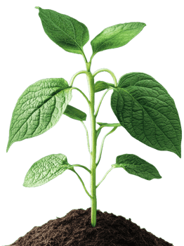 fresh plant seed growing png