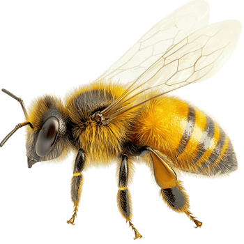 Detailed closeup of a honeybee symbolizing hard work pollination nature the importance of ecological balance png