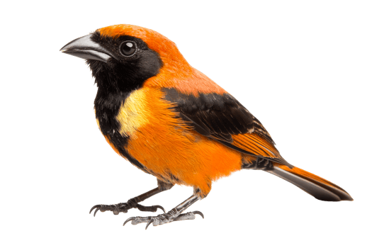 Male orange oriole perches, black mask, yellow breast, isolated bird, cut out transparent png