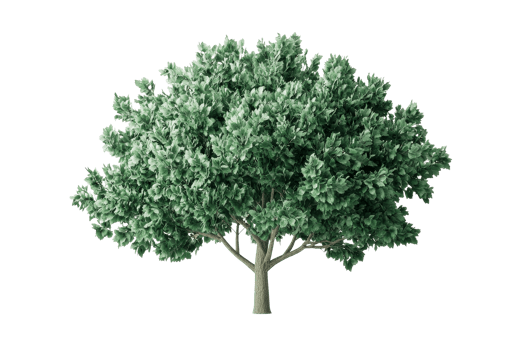 Lush broadleaf tree with dense foliage on black, cut out transparent png