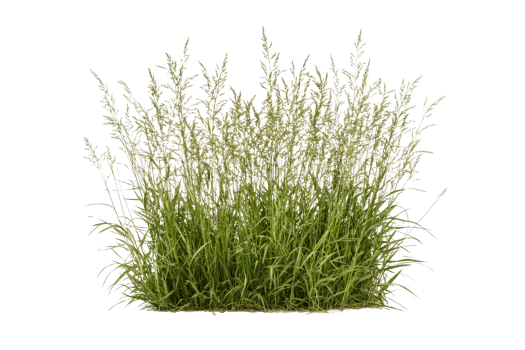 Decorative ornamental grass patch on black, cut out transparent png