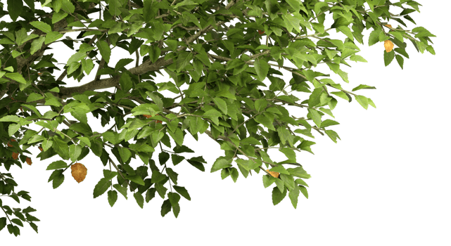 Greenery tropics tree branches cut out transparent backgrounds 3d illustrations png