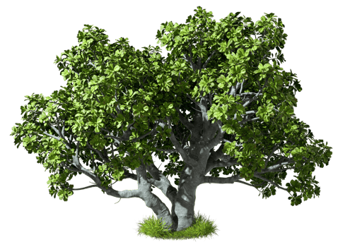 Realistic tree growth standing on green grass transparent backgrounds 3d rendering png