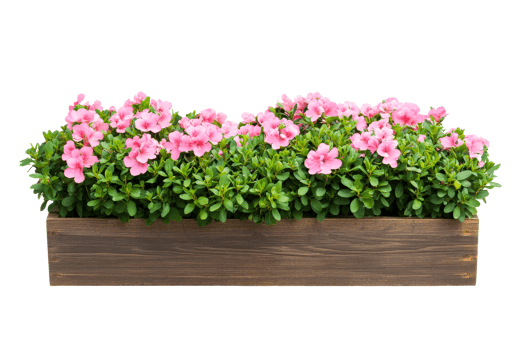 Azaleas in a wooden pot, pink petals, floral decoration , cut out transparent png