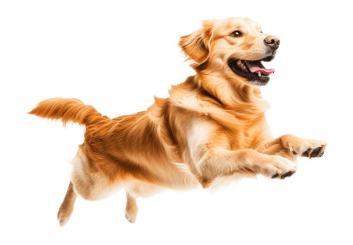 Golden Retriever joyfully leaping, canine happiness, pet action shot, cut out transparent png