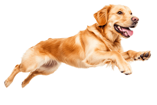 Dynamic golden retriever leaps exuberantly forward, cut out transparent png