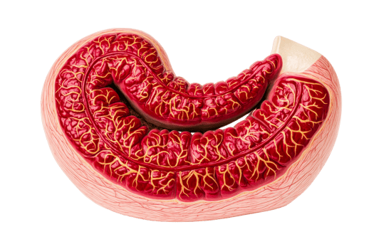 Intestine model, anatomy medical illustration, cut out transparent png