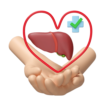 3d hands holding realistic human liver with heart, cross, check mark isolated. check liver health, health love, world hepatitis day concept, 3d illustration render png