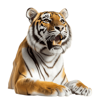 Majestic Bengal tiger fierce piercing eyes embodies raw strength, untamed wilderness, plays a vital role in wildlife conservation. png