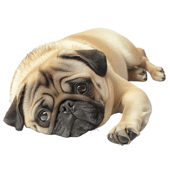 Cute Fawn Pug Dog Resting on Their Side with Wrinkled Faces and Expressive Eyes png