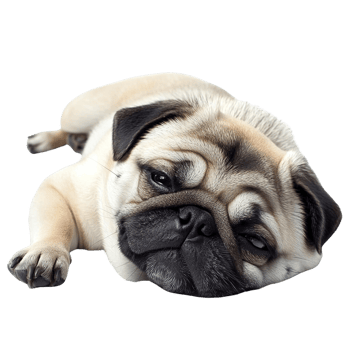 Pug Dog Lying on the Floor with Their Iconic Wrinkly Face png