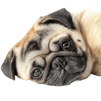 Cute Pug Dog Lying Down with Big Round Eyes and Wrinkled Forehead png