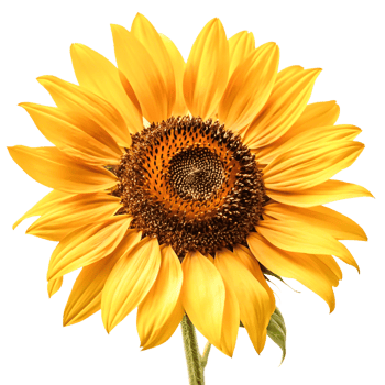 Vibrant Single Sunflower Blossom Isolated on White Background, Summer Flower png