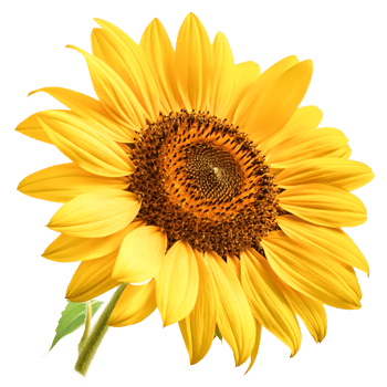Vibrant Yellow Sunflower Blossom Isolated on White Background, Detailed Macro Shot png