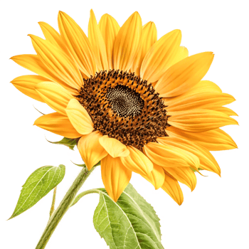 Vibrant Yellow Sunflower Close-up Isolated on White Background, Detailed Petals and Leaves png