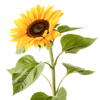 Vibrant Sunflower with Lush Green Leaves Isolated on White Background png