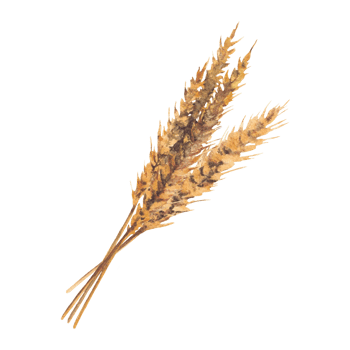 Wheat ears, stalks of barley golden cereal grain spikes. Watercolor hand drawn illustration for beer production label, menu, sticker, card design. Botanical realistic clipart isolated from background png