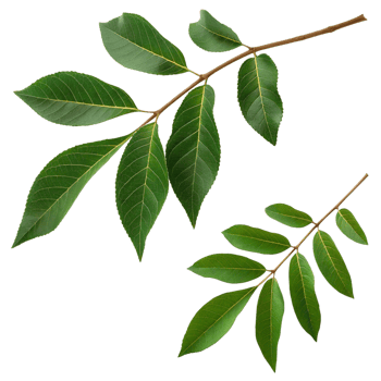 Closeup view of vibrant green leaves on two separate branches against a black background showing intricate details of leaf venation and texture png