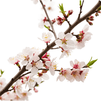 Stunning Closeup of Delicate Peach Blossoms on a Branch png
