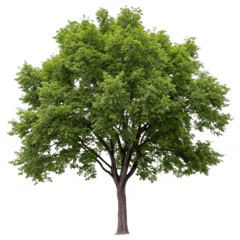 A large green deciduous tree isolated on a black background a majestic tree with lush foliage and a thick trunk png