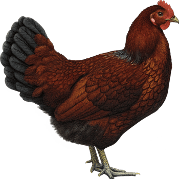 Detailed Illustration of a Brown Hen with Dark Grey Tail Feathers png