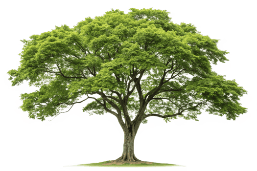 Majestic Green Tree Isolated on Black Background Lush Foliage Canopy Branches Trunk Nature png