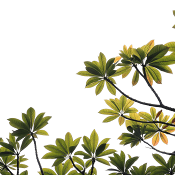 Stunning Overhead View of Lush Green and Yellow Leaves Against a Black Background png