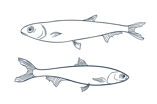 Anchovies black white illustration isolated. Monochrome simple sea fish contour hand drawn. Fish silhouette line art. Sardines coloring drawing for logos, packaging, and marine designs. vector