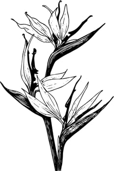 Ink hand drawn strelitzia flowers bird of paradise plants tropical botanical clipart vector