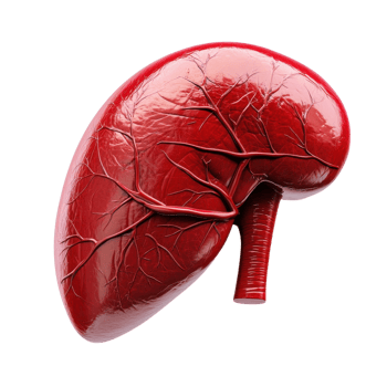Human Liver Medical Anatomy on transparent background. png