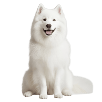Samoyed Dog Graceful Pose on transparent background. png