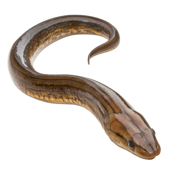 Sleek Eel Underwater Pose on transparent background. png