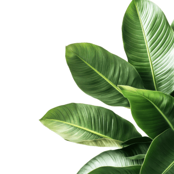 Tropical Plants Lush Green Leaves on transparent background. png