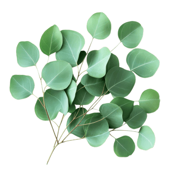 Green Eucalyptus Leaves Aromatherapy on transparent background. png