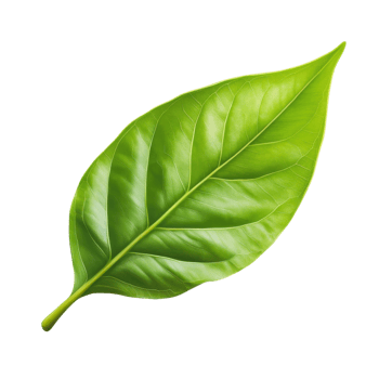 Bright Green Leaf Close Up on transparent background. png