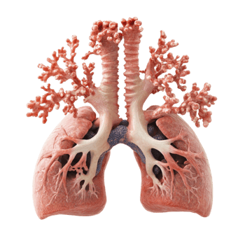 Human Lungs 3D Model Anatomy on transparent background. png