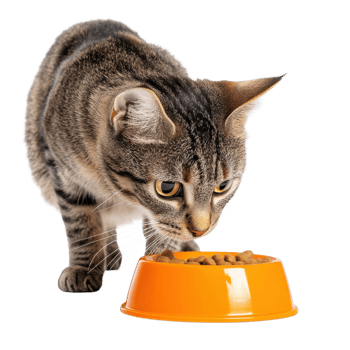 Curious Tabby Cat Eyes Food on transparent background. png