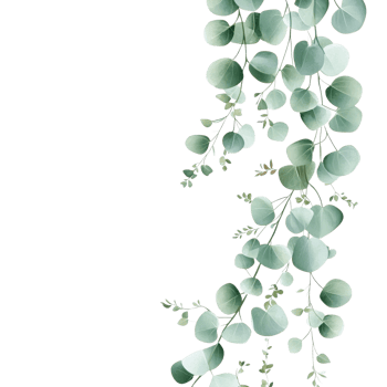 Delicate Eucalyptus Design for Print on transparent background. png