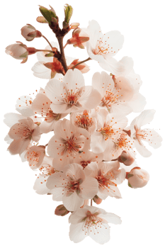 Beautiful Cherry Blossom Flowers with Delicate Pink Petals and Vibrant Stamina Blossoms on a White Background png